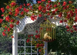 Bird in a Gilded Cage